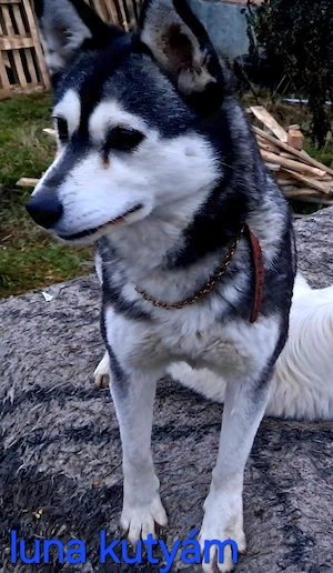 jászfényszaru.Ady e .85 - kép 5