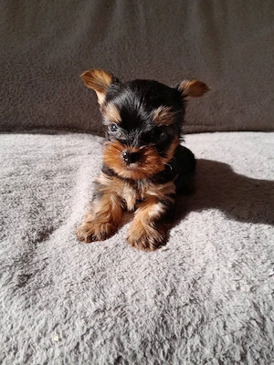 Yorkshire terrier - kép 2