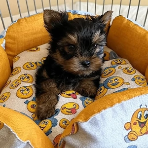 Yorkshire terrier - kép 4