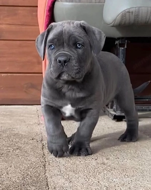 Cane Corso kölykök - kép 2