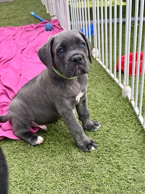 Cane Corso kölykök - kép 3