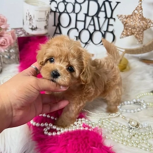 Maltipoo keresik új családjukat ! - kép 2