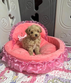 Maltipoo keresik új családjukat ! - kép 4