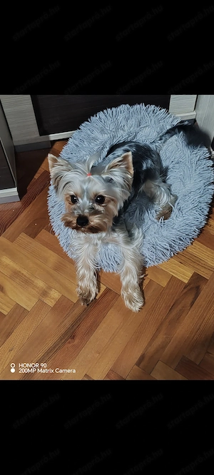 Yorki fiú kutyus - kép 2