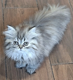 Gyönyörű perzsa kiscicák eladók!