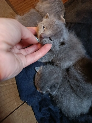 Karthauzi kis cicák új gazdit keresnek 