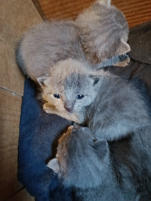 Karthauzi kis cicák új gazdit keresnek  - kép 3