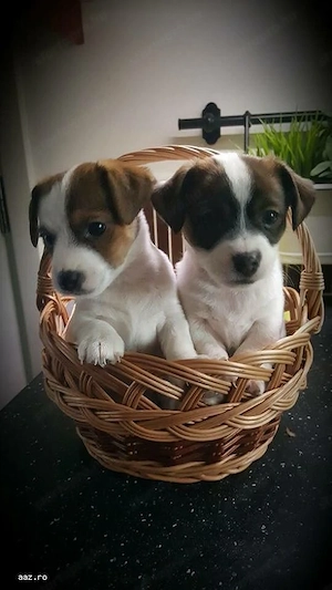 Jack russell terrier - kép 3