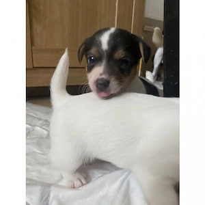 Jack russell terrier - kép 2