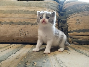 Brit kiscica foglalható