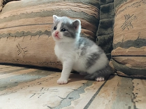 Brit kiscica foglalható - kép 3