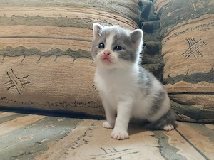 Brit kiscica foglalható - kép 4