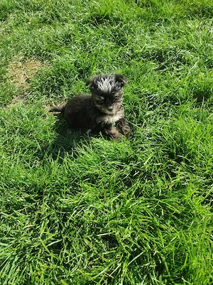Yorkshire terrier yorki - kép 2