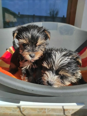 Yorkshire terrier yorki