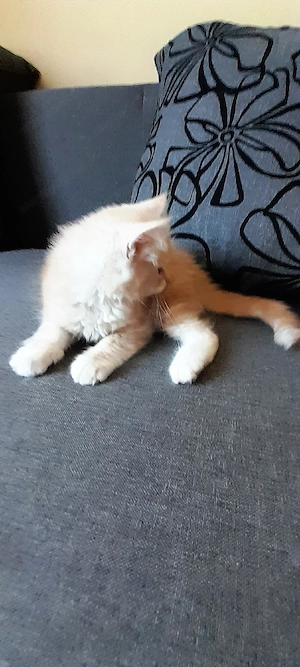 Maine Coon  - kép 3