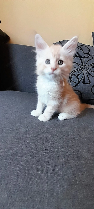 Maine Coon  - kép 2