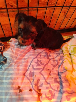 Yorkshire terrier fiú kutyus eladó. - kép 3