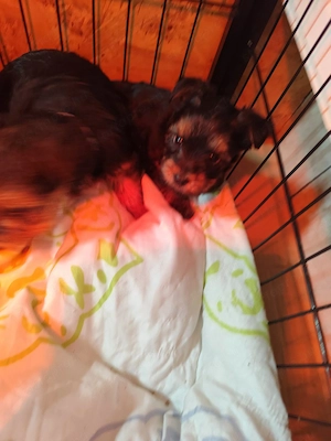 Yorkshire terrier fiú kutyus eladó. - kép 2