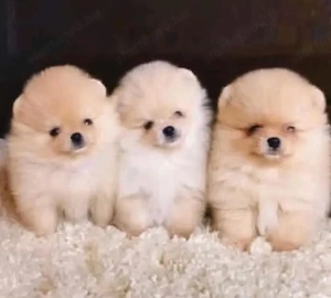 Pomerániai Törpe Spitz - kép 4