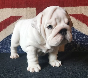 Angol Bulldog    English bulldog