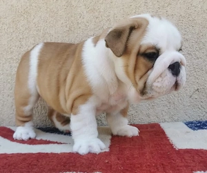 Angol Bulldog    English bulldog - kép 3