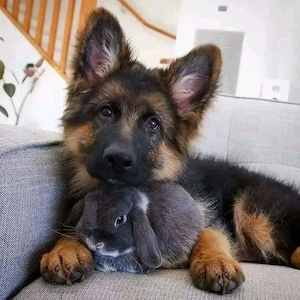 Angol Bulldog    English bulldog - kép 2