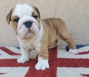 Angol Bulldog    English bulldog - kép 4