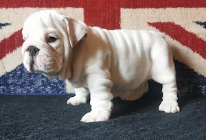 Angol Bulldog    English bulldog - kép 5