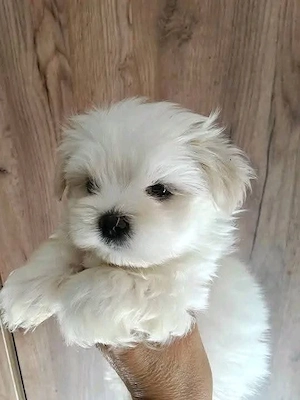 máltai kölykök - kép 4