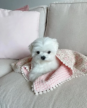 máltai kölykök - kép 2