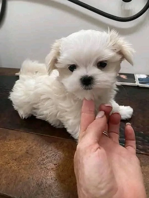 máltai kölykök - kép 3