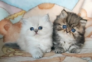 Perzsa kiscicák elérhetőek