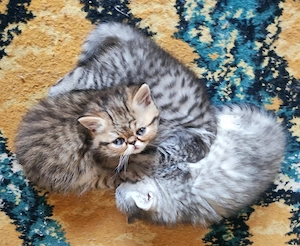 Exotikus perzsa kiscicák elérhetőek  - kép 2
