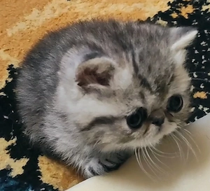 Exotikus perzsa kiscicák elérhetőek  - kép 4