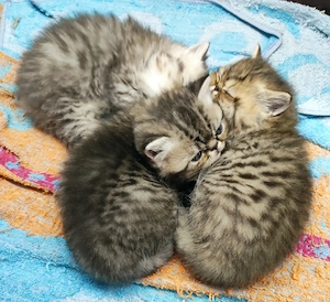 Exotikus perzsa kiscicák elérhetőek  - kép 3