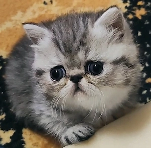 Exotikus perzsa kiscicák elérhetőek 