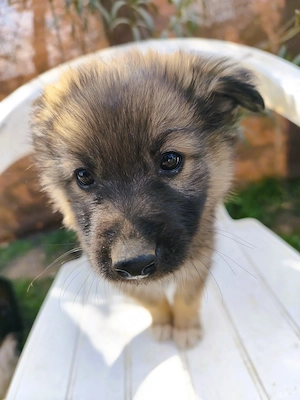 Eladó Németjuhász - Husky kiskutyák - kép 4