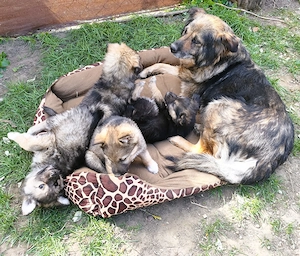 Eladó Németjuhász - Husky kiskutyák - kép 9