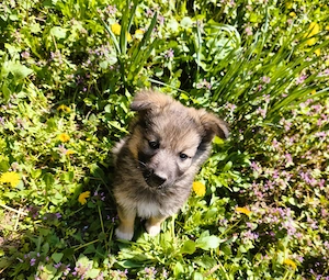 Eladó Németjuhász - Husky kiskutyák - kép 5