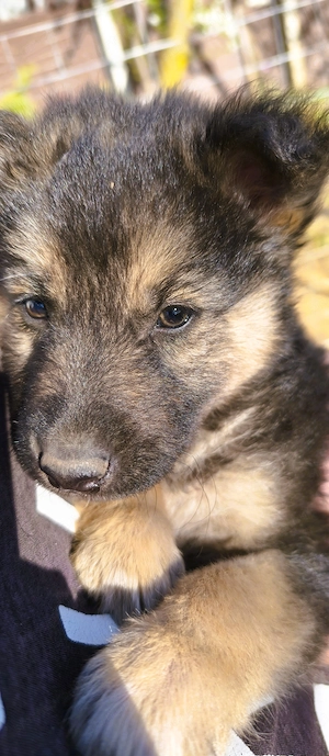 Eladó Németjuhász - Husky kiskutyák - kép 8