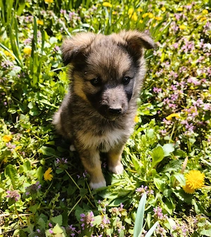 Eladó Németjuhász - Husky kiskutyák - kép 7