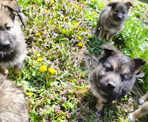 Eladó Németjuhász - Husky kiskutyák - kép 2