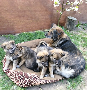 Eladó Németjuhász - Husky kiskutyák - kép 10