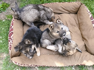 Eladó Németjuhász - Husky kiskutyák - kép 6