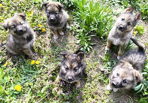 Eladó Németjuhász - Husky kiskutyák - kép 3