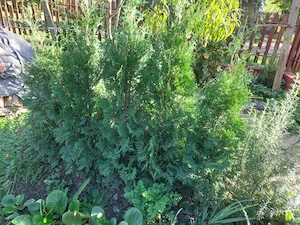 Eladó 5db. szabad gyökerü smaragd tuja 