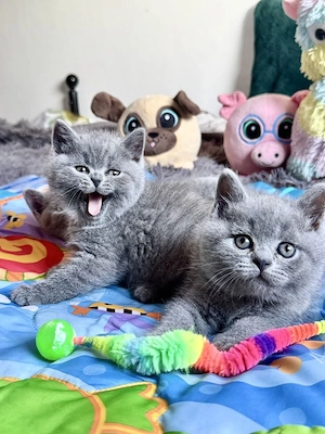 brit rövidszőrű kiscicák - kép 2