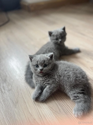 brit rövidszőrű kiscicák - kép 4