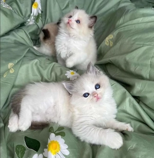 Ragdoll kiscicák - kép 2