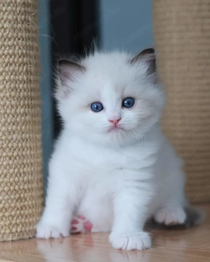 Ragdoll kiscicák - kép 3